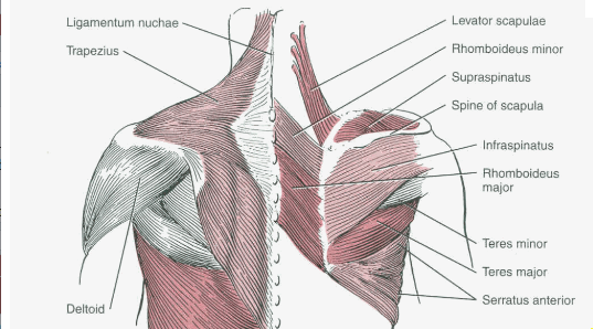 upper-back-muscles-diagram